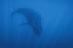 Saison des baleines : à la rencontre des géants des mers
