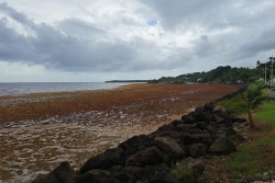 Moins de sargasses sur les côtes de Guadeloupe, mais une embellie de courte durée