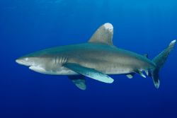 Trois requins agressifs observés à Moorea