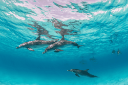 "La nature est belle" : sortie en mer à la rencontre des dauphins