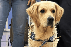 Ukyo, le premier chien d’assistance judiciaire en Polynésie et dans tout l'Outre-mer