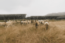 VIDÉO. La Foa : des moutons pour entretenir l'une des plus grandes fermes solaires de Nouvelle-Calédonie