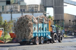 Campagne sucrière : le désastre se confirme dans le Nord et l'Est de La Réunion