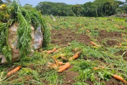 Moins de carottes, mais pas de gaspillage à Tubuai