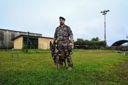Journée mondiale du chien : en Guyane  l’inséparable binôme de la base aérienne 367  “Capitaine François Massé” à Matoury