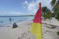 Présence de barracuda à Sainte-Anne : la mairie appelle à la vigilance, les baigneurs restent confiants