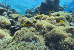 L'Amphiprion Maohiensis : le poisson-clown polynésien