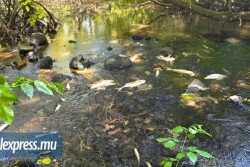 Maurice : des dizaines de poissons morts découverts dans la rivière Hardy