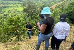 VIDEO. Café Arabica Typica : la Martinique vise l’excellence