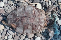 Une jeune tortue verte retrouvée morte, prise au piège dans un filet de pêche au Port