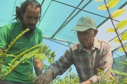 Une pépinière dédiée aux plantes endémiques et indigènes de La Réunion aux Avirons