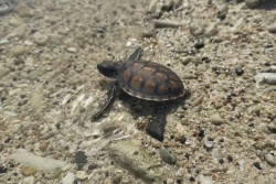   Wallis-et-Futuna : sensibiliser pour mieux protéger la tortue imbriquée