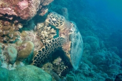 Les tortues marines face aux menaces