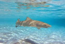 Les Maldives va rouvrir la pêche aux requins