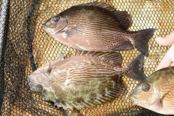 Picots, huîtres, Grand Port : le 1er septembre marque des fermetures saisonnières de pêche