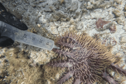 Neutraliser les taramea pour protéger les coraux de Moorea