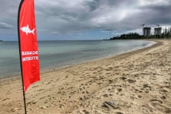 Requins en Nouvelle-Calédonie : quarante ans d'attaques à la loupe