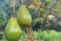 Avocat péyi : un fruit populaire, une filière encore à construire en Guadeloupe