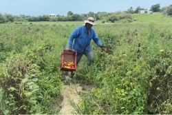 Pluies exceptionnelles de mai 2025 en Guadeloupe : l’état de calamité agricole reconnu