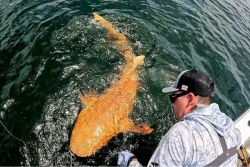 Costa Rica : un pêcheur découvre un requin orange vif ; une première mondiale !