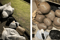 Plus de 55 kg de cannabis saisis en Martinique