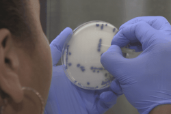 Le Médipôle et l'Institut Pasteur à l'affût des bactéries résistantes