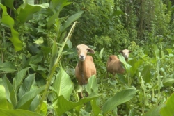 VIDEO. En Martinique, les éleveurs se mobilisent contre les attaques de chiens en divagation