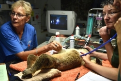 L'Australie approuve un vaccin pour sauver les koalas