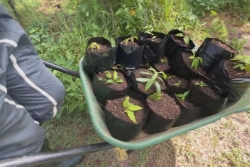 L’Assofwi distribue des plants certifiés bio pour développer l’agroforesterie en Guadeloupe