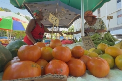 Tomates rares et chères en Guadeloupe : la météo bouleverse les récoltes locales