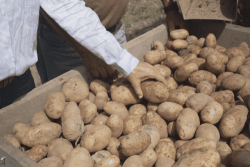 VIDÉO. La récolte de pommes de terre 2025 s’annonce prometteuse malgré un marché en baisse en Nouvelle-Calédonie