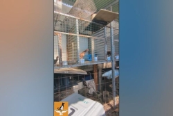 Chiens, coqs, poules et cochons d’Inde sauvés de la maltraitance animale à Saint-Benoît