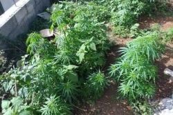 La Possession : 80 pieds de zamal saisis par la gendarmerie lors d'une visite dans une habitation