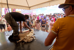 "On fait vivre les gens ensemble, c'est ça le plus important " : excellent bilan pour la Foire de Koumac 2025