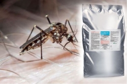 Lutte contre le moustique tigre à Saint-Barthélemy : un insecticide autorisé par arrêté dérogatoire