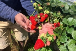"Parfumée et bien juteuse" : Giraud Técher se prépare à la fête de la fraise à Mont-Vert les Hauts