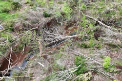 Un appel lancé aux associations pour restaurer les forêts à Mayotte endommagées par Chido