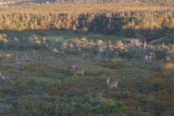 Chasse au cerf de Virginie : un nombre record de chevreuils recensés à Miquelon