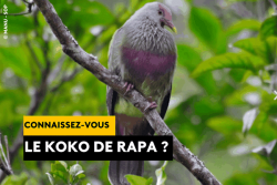 Oiseau rare. Connaissez-vous le koko de Rapa ?