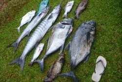 Pêche côtière : entre progrès et signaux d’alerte à Wallis-et-Futuna