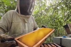 Filière apicole de Guadeloupe : une quantité moindre de miel, pour une qualité préservée, face à la concurrence