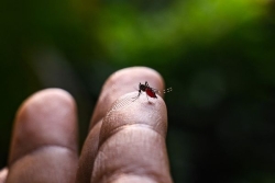 Chikungunya : désormais plus de 500 contaminations dans l'Hexagone