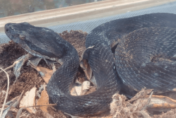 Une ferme à serpents au Gros-Morne pour mieux connaître le seul serpent venimeux de la Martinique