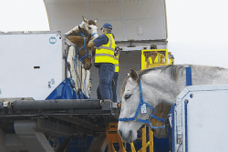 Destinés à des concours ou des cours : arrivée exceptionnelle de 24 chevaux néo-zélandais