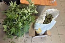 Plus de 100 plants de zamal récupérés par la gendarmerie de La Réunion