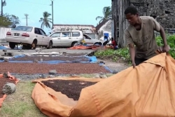 "On a peur de se faire agresser tant le tarif est bas", des tensions aux Comores sur les prix des clous de girofle