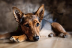 Fête de l’Animal 2025 : Un événement inédit pour sensibiliser au bien-être animal