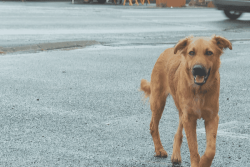 14 chiens empoisonnés, le colloque est-il un pas vers la justice ?