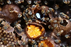 En Guadeloupe, la justice sanctionne le prélèvement illégal d'abeilles sauvages protégées