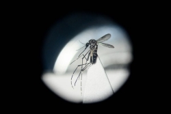 Dengue, chikungunya : une nouvelle technique de lutte contre les moustiques testée à La Réunion pourrait être déployée dans l'Hexagone et Outre-mer